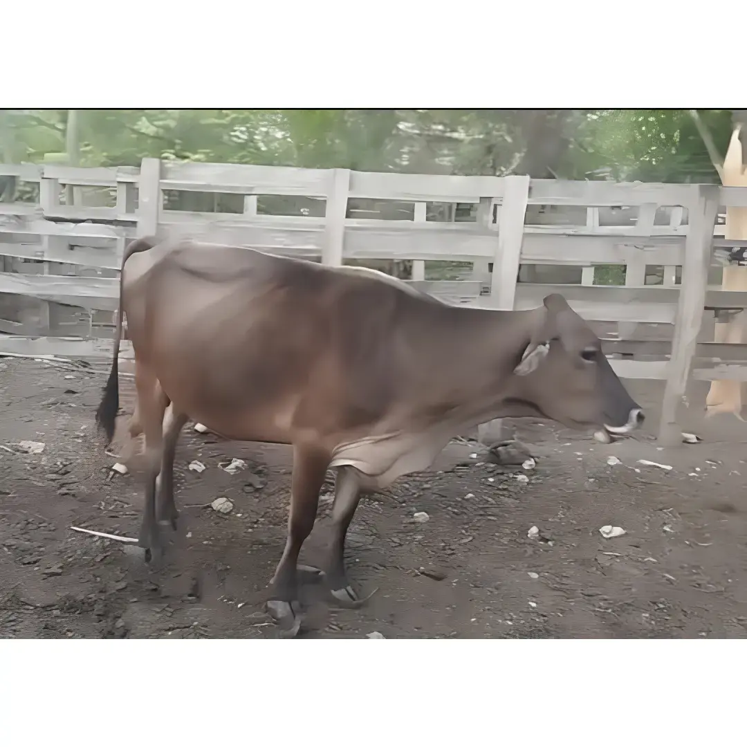 LOTE DE 6 VACAS PREÑADAS MESTIZAS PARDO CON CAROTA