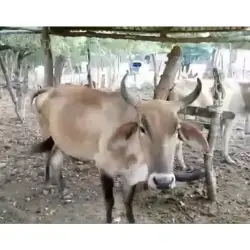 LOTE DE VACAS GYR, CARORA Y CEBÚ