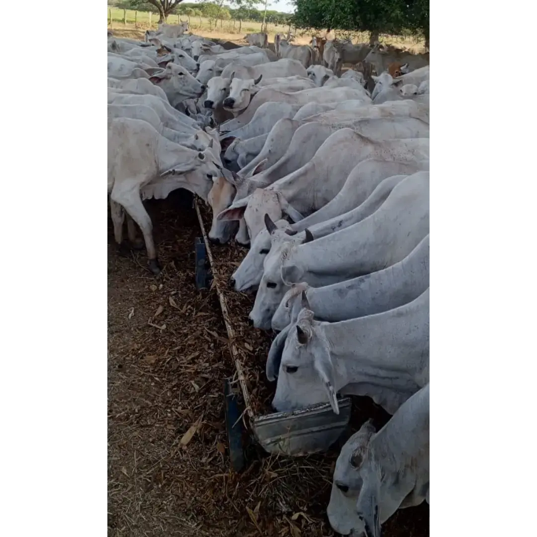 LOTE DE 70 BRAHMAN HEMBRAS – 270 KG PROMEDIO