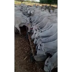 LOTE DE 70 BRAHMAN HEMBRAS – 270 KG PROMEDIO