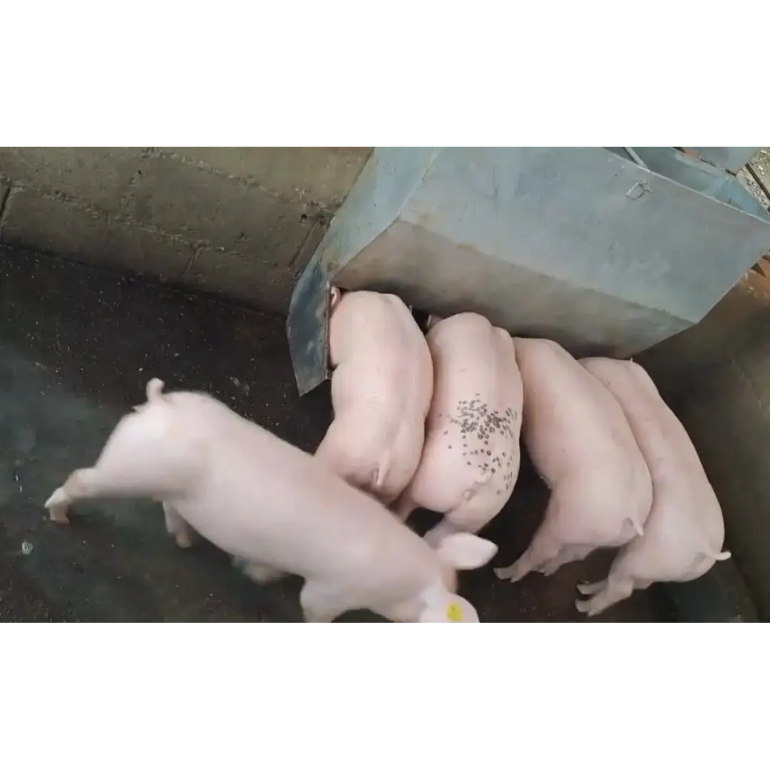 LOTE DE 5 HEMBRAS PORCINAS F2 (LANDRACE, DUROC, PIETRAIN)