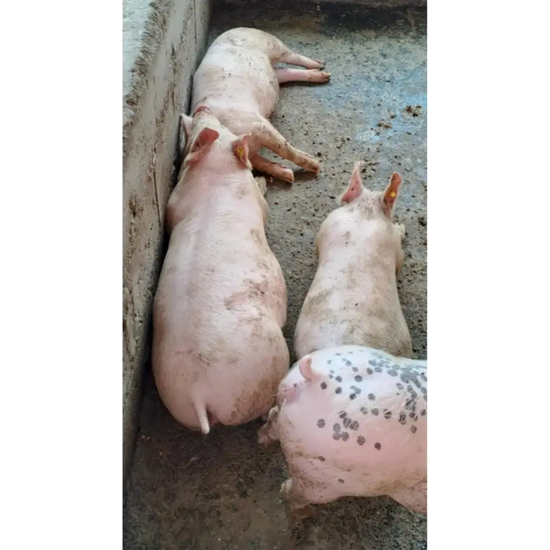LOTE DE 5 HEMBRAS PORCINAS F2 (LANDRACE, DUROC, PIETRAIN)