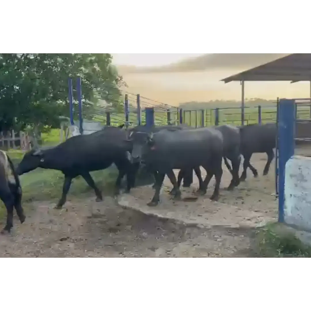 LOTE DE 40 BUFALINOS MACHOS