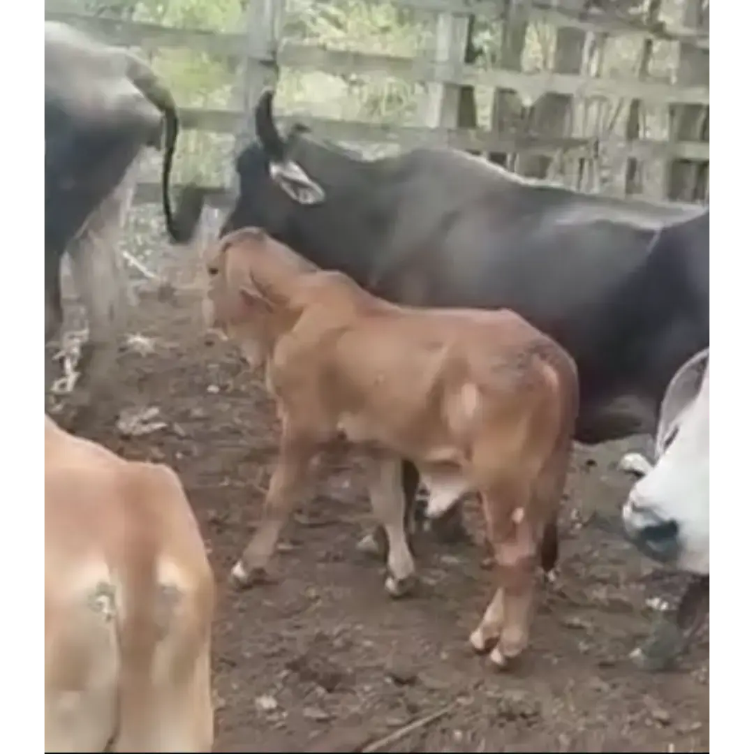 5 BECERROS HIJOS DE TORO GYR MESTIZO