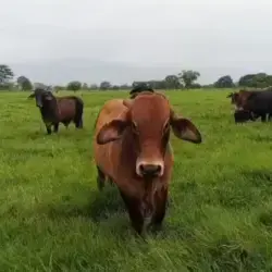 VENTA DE CARNE POR CANAL – LOTE DE 50 TOROS MESTIZOS