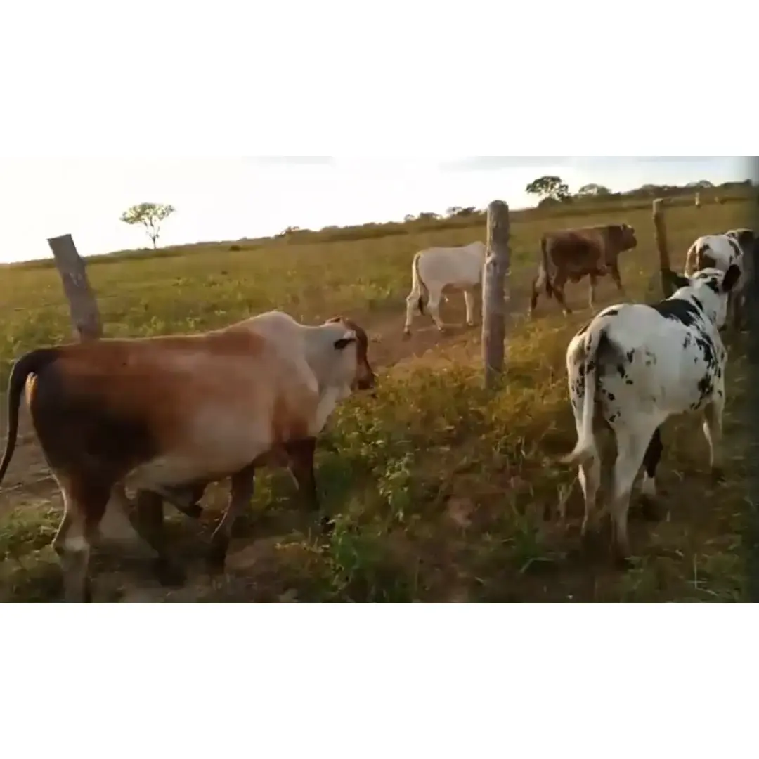 LOTE DE MACHOS MESTIZOS CEBÚ – 300 KG PROMEDIO
