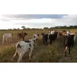 LOTE DE MACHOS MESTIZOS CEBÚ – 300 KG PROMEDIO