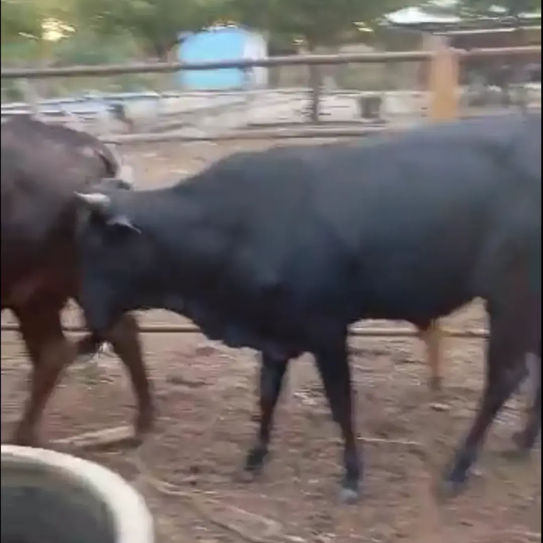 LOTE DE 5 NOVILLOS MESTIZOS 300KG – GANADO EN PIE PARA CARNE