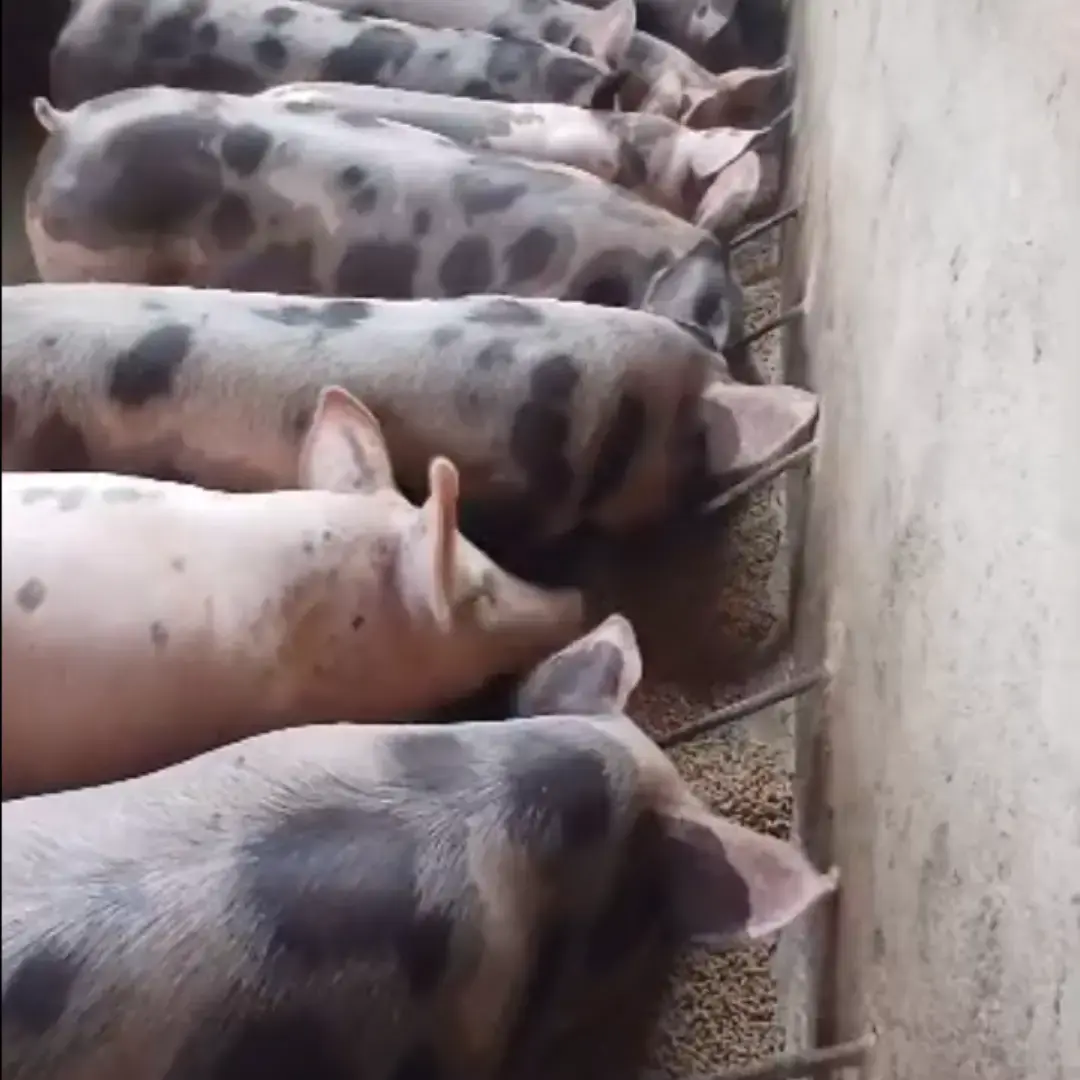 Lechones duroc x pietrain