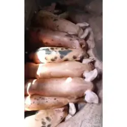 LECHONES DUROC X PIETRAIN – 28 DÍAS DE NACIDOS