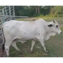 LOTE DE 21 BOVINOS MOSAICO PERIJANERO