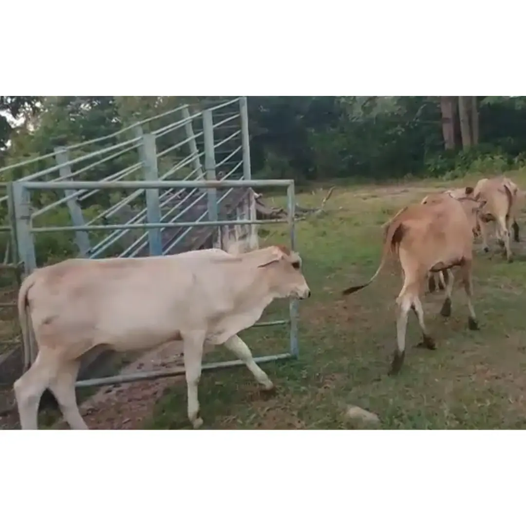 LOTE DE 21 BOVINOS MOSAICO PERIJANERO