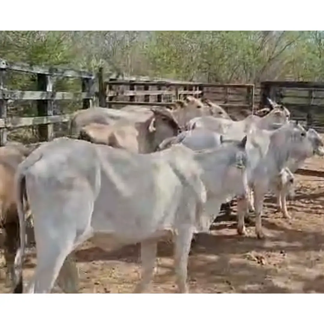LOTE DE 16 NOVILLAS NELORE – 200 A 300 KG